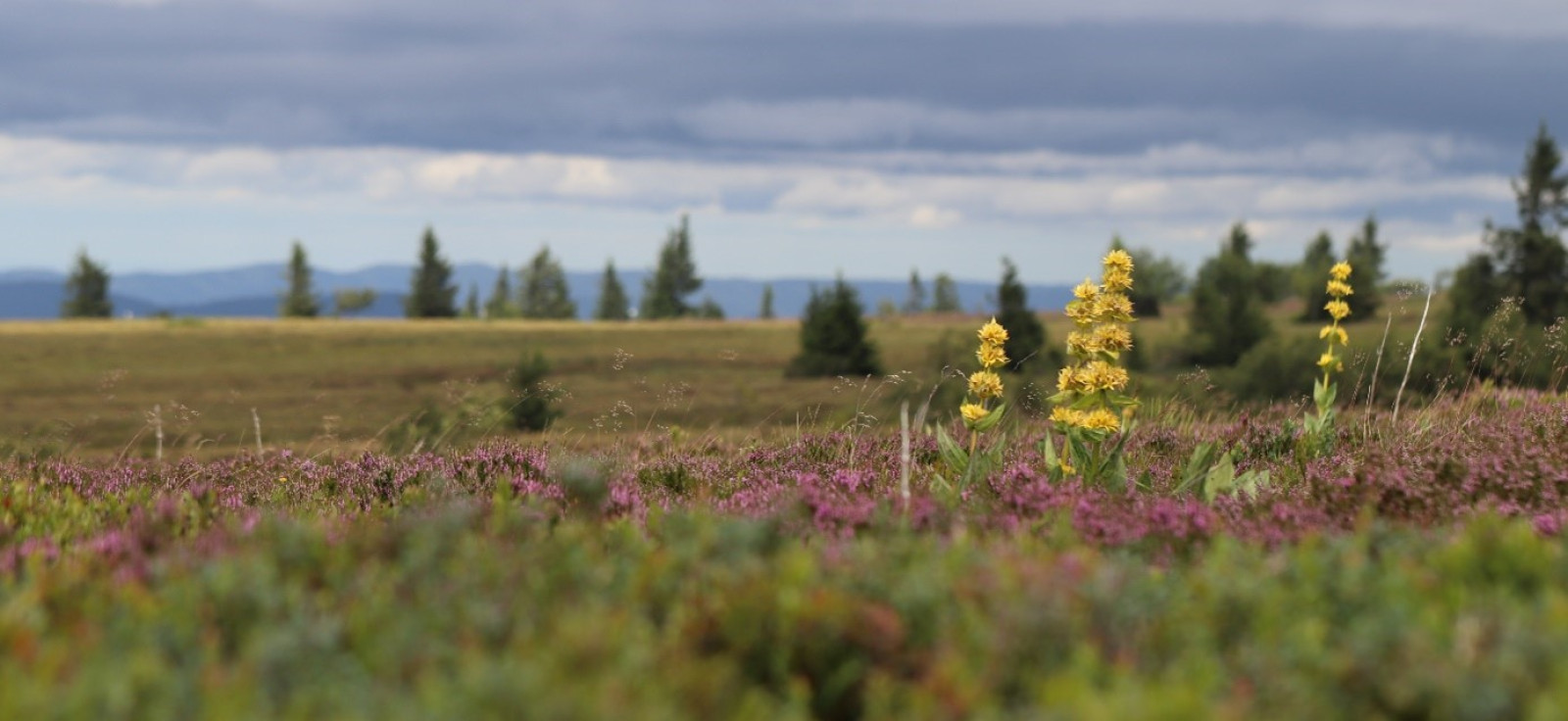 Image Réserves Naturelles Nationales