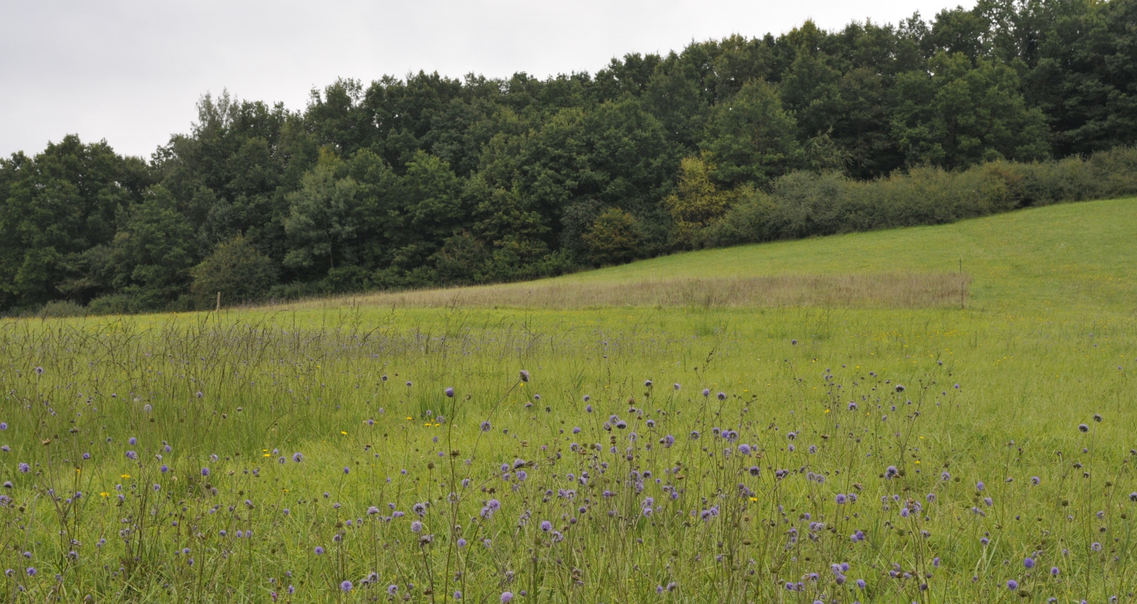 Image Natura 2000 : Assistance à maîtrise d'ouvrage