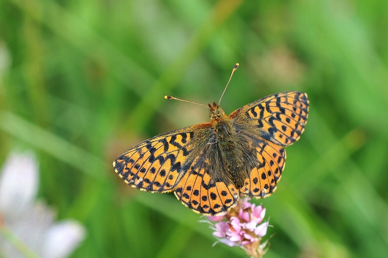 Image Plan de restauration des tourbières des Vosges