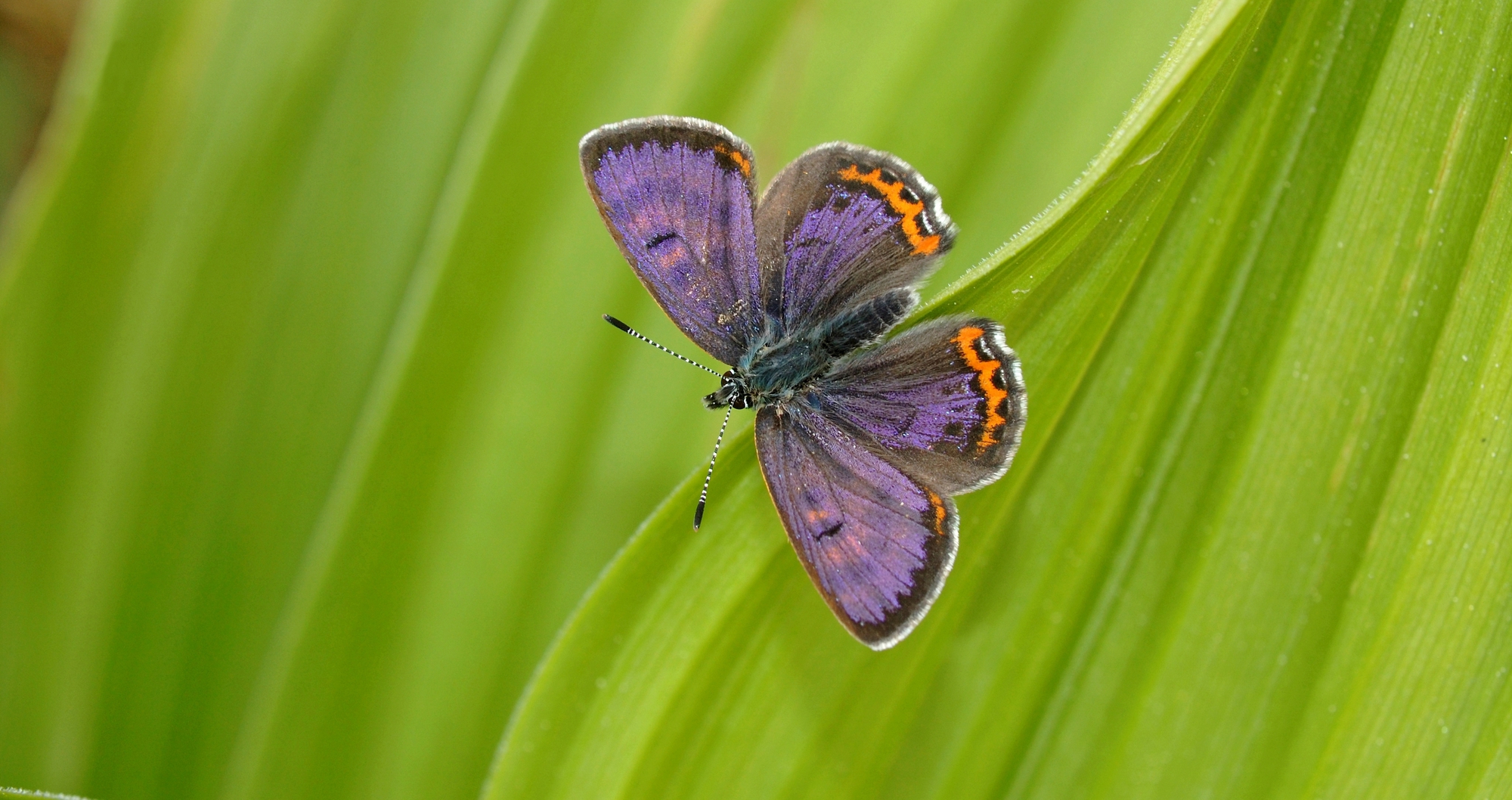 Image PNA Papillons menacés en Grand Est