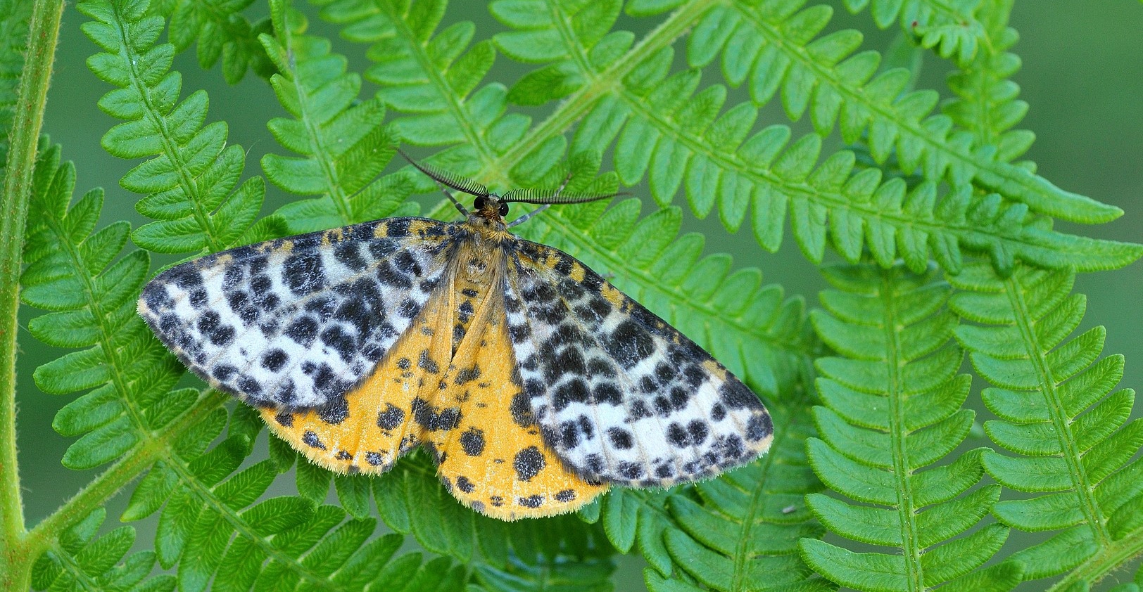Image Liste de référence "hétérocères" Grand-Est